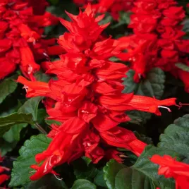 szalwia-blyszczaca-czerwona-dlugie-obfite-kwitnienie-kwiaty-nasiona-kwiatow