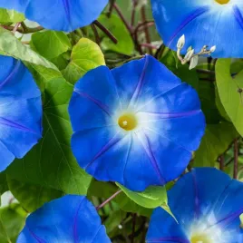 wilec-trojbarwny-heavenly-blue-nasiona-kwiaty-roslina-jednoroczna