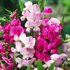 groszek-szerokolistny-mieszanka-nasiona-kwiatow-ogrodowych-pnacych