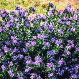 zmijowiec-mieszanka-obficie-kwitnacy-roslina-ozdobna-nasiona-kwiatow