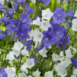 dzwonek-brzoskwiniolistny-mieszanka-nasiona-kwiatow-ozdobnych