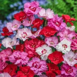 gozdzik-pierzasty-mieszanka-nasiona-kwiatow-obficie-kwitnacy