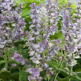 szalwia-muszkatolowa-nasiona-kwiatow-kolory-niebieskiego-rozu-wysoki-kwiat