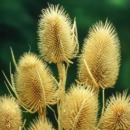 szczec-barwiarska-fioletowo-niebieska-nasiona-kwiatow-stozkowe-kwiaty