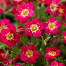 skalnica-rozowa-nasiona-kwiatow-skalniak-zwarte-poduszki-intensywny-roz