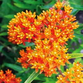 trojesc-pomaranczowa-nasiona-kwiatow-intensywne-pomaranczowe-baldachy