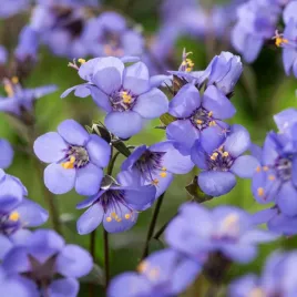 wielosil-blekitny-nasiona-kwiatow-delikatne-niebieskie-dzwonkowate-kwiaty