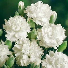 gozdzik-ogrodowy-grenadin-bialy-nasiona-kwiatow-ozdobnych