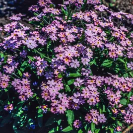 niezapominajka-rozowa-nasiona-kwiatow-subtelna-delikatna-obficie-kwitnaca