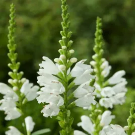 odetka-wirginijska-biala-nasiona-kwiatow-przyciaga-motyle