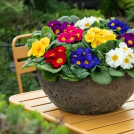 pierwiosnek-wyniosly-mieszanka-nasiona-kwiatow-kolorowe-wiosenne-kwiaty