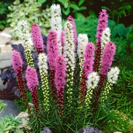 liatra-klosowa-mieszanka-nasiona-kwiatow-przyciaga-motyle