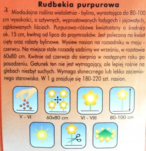 rudbekia-purpurowa-styl-ogrod-wiejski