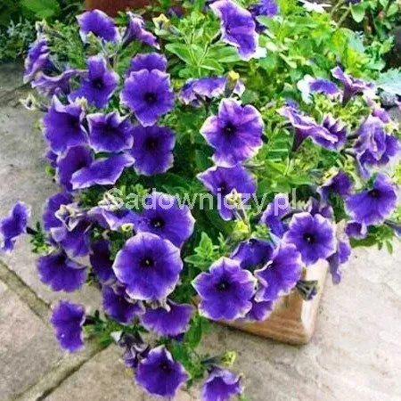 rudbekia-purpurowa-cykl-rozwojowy-rosliny-wieloletnia