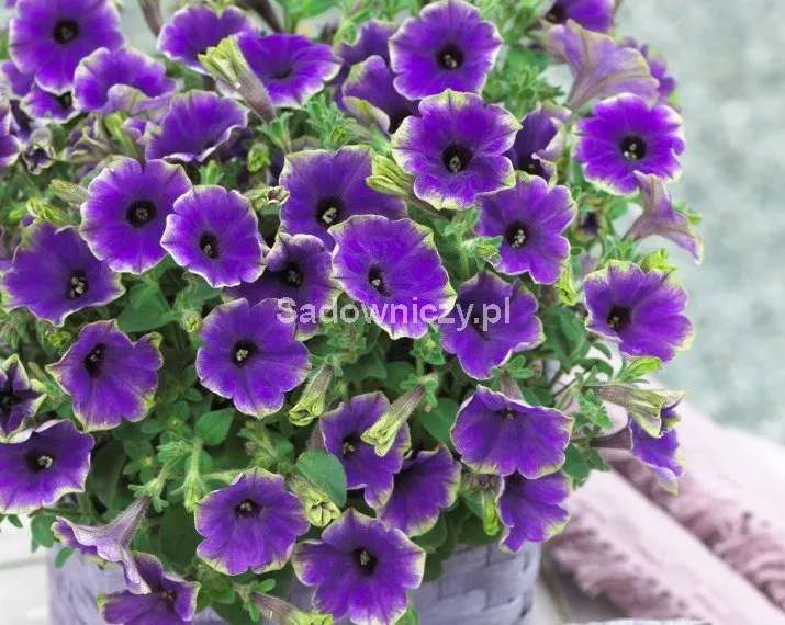 rudbekia-purpurowa-kolor-kwiatow-czerwone-rozowe