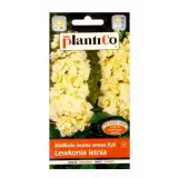 rudbekia-purpurowa-odmiana-purpurowa