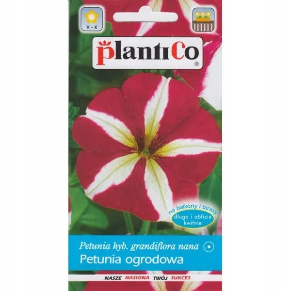 rudbekia-purpurowa-marka-plantico