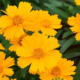 nachylek-trwaly-zloto-zolty-nasiona-kwiatow-kwiaty-pelne-slonca