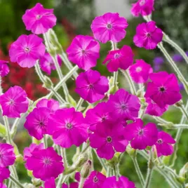 firletka-wiencowa-amarantowa-nasiona-kwiatow-obficie-kwitnaca