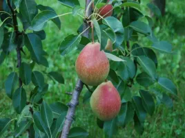 grusza-chin-shin-2-206