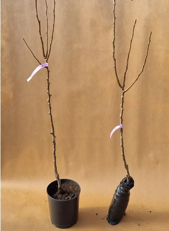 grusza-bera-hardy-2-203-waga-z-opakowaniem-0-5-kg