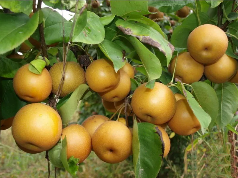 grusza-azjatycka-2-202
