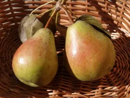 grusza-bera-hardy-2-203