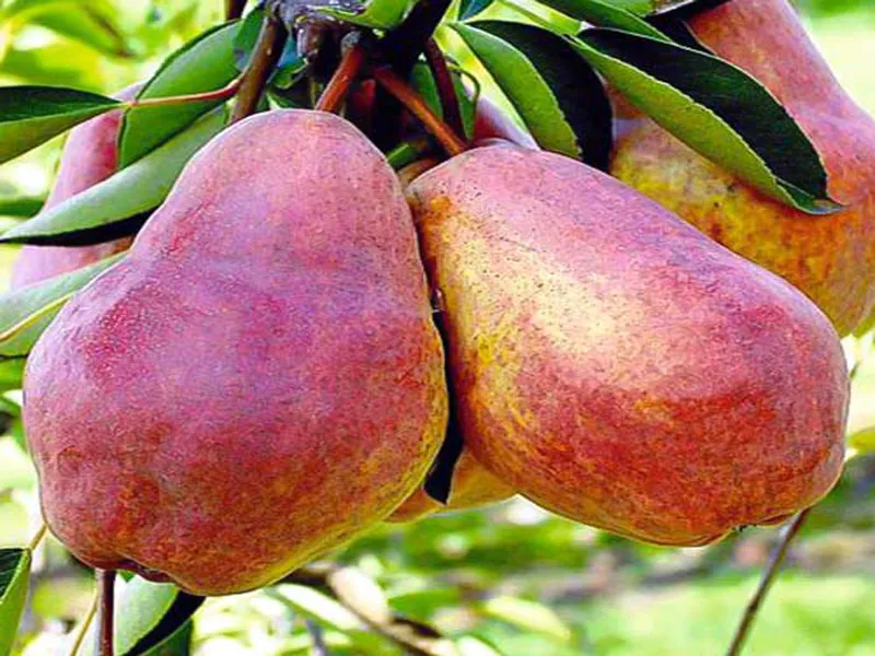 grusza-bonkreta-williamsa-2-204