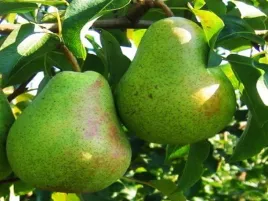 grusza-lukasowka-2-211