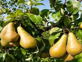 grusza-paryzanka-2-212