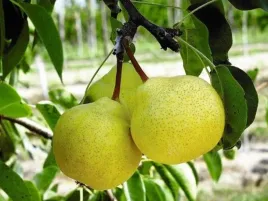 grusza-cytrynowa-2-214