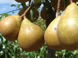 grusza-general-leclerc-2-215