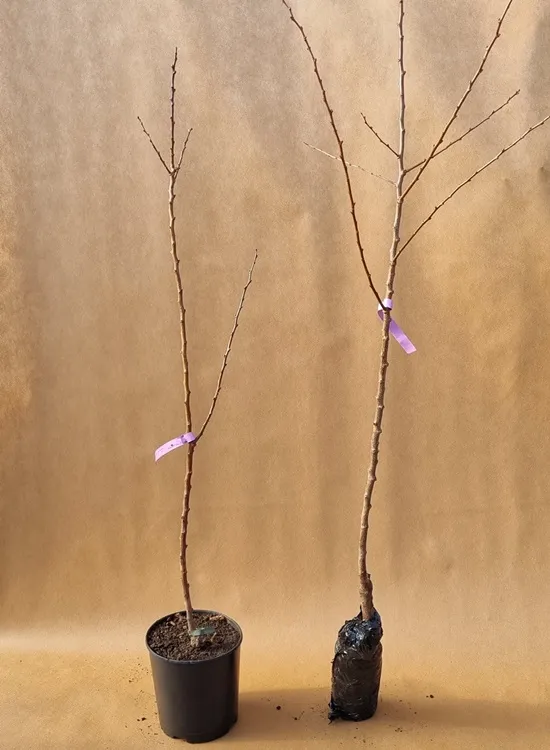 morela-erly-orange-2-402-waga-z-opakowaniem-0-5-kg