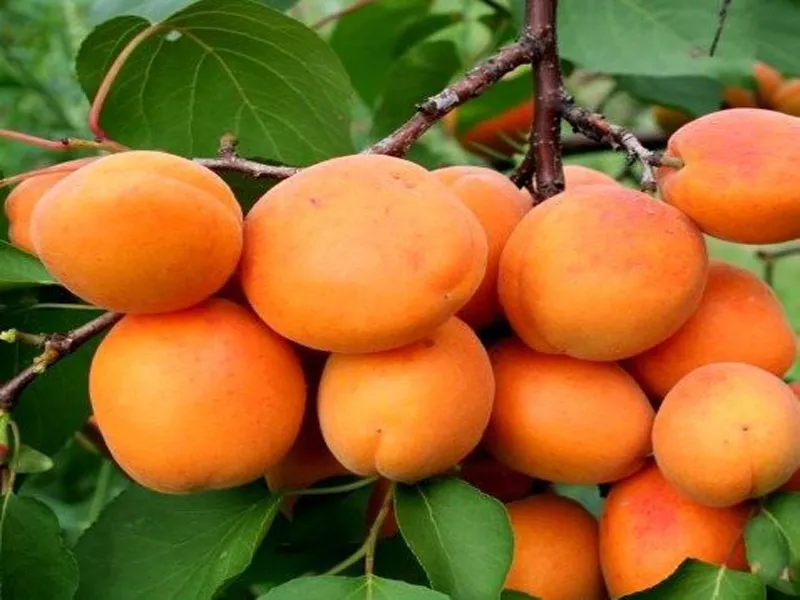 morela-hargrand-2-404