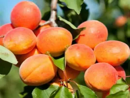 morela-zaleszczycka-2-407