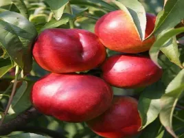 morela-erly-orange-2-402