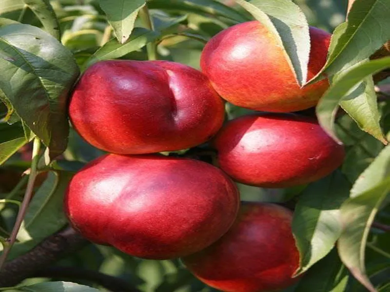 morela-erly-orange-2-402