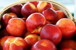 nektaryna-durbin-2-501