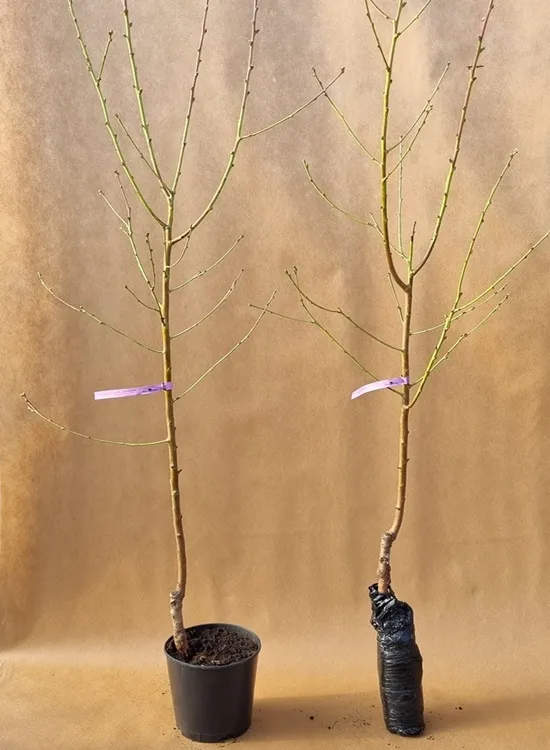 nektaryna-durbin-2-501-waga-z-opakowaniem-0-5-kg