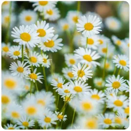 stokrotka-lakowa-biala-trawnikowa-kwiaty-nektar-dla-pszczol-nasiona-2g