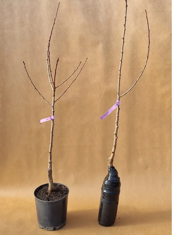 sliwa-opal-2-710-waga-z-opakowaniem-0-5-kg