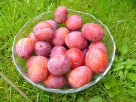 sliwa-brzoskwiniowa-2-702