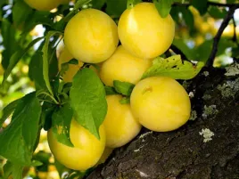 sliwa-japonska-shiro-2-705