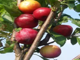 sliwa-japonska-vanier-2-706