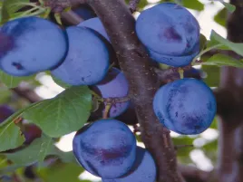 sliwa-lepotica-2-708