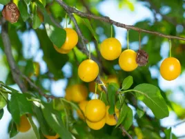 sliwa-mirabelka-2-709