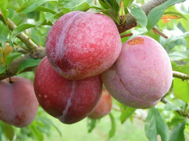 sliwa-ozark-premier-2-711