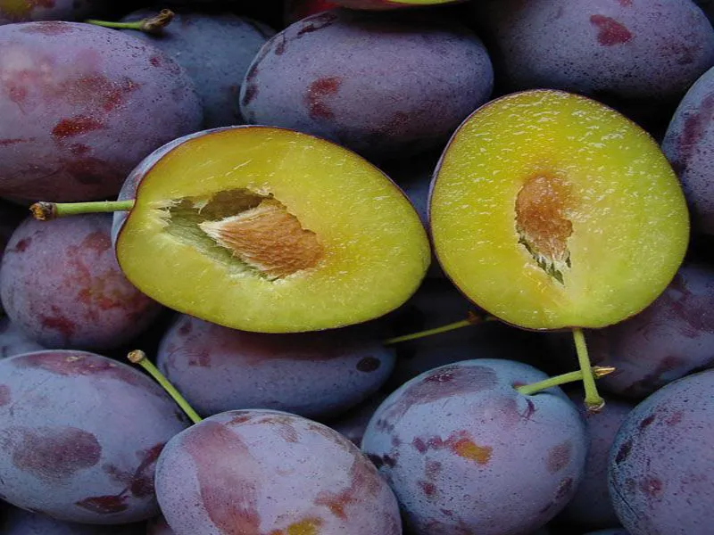 sliwa-president-2-712