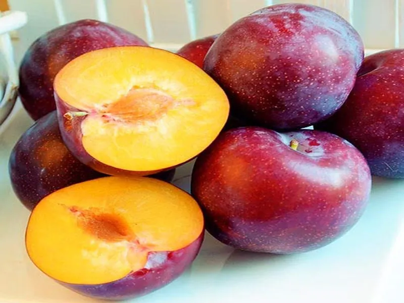 sliwa-renkloda-2-713