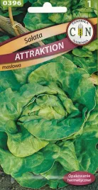 salata-attraktion-pyszna-maslowa-odporna-na-upaly-uprawa-latem-i-jesienia-1